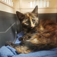 NEMESIS, chatte à adopter