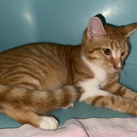 FLAMECHE, chatte à adopter