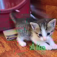 Alio, chat à adopter