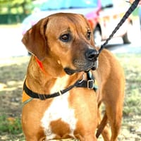 SHANA (en placement provisoire), chienne à adopter
