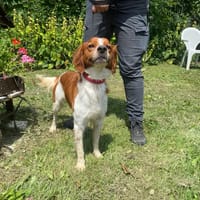UGO PAA22921, chien à adopter