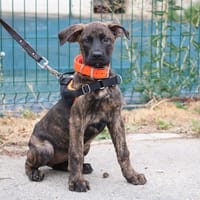 VOLTIGE HAA24565, chienne à adopter