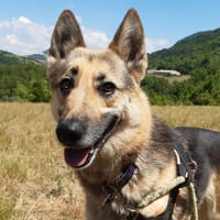 Polly, chienne à adopter