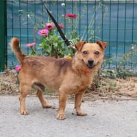 CACAHUETE HAA24563, chien à adopter