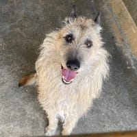 arrow, chien à adopter