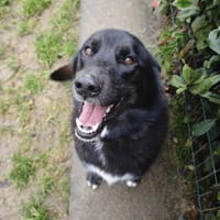 PASTA (en placement provisoire), chien à adopter