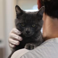 SEMIAN, chatte à adopter
