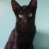 BOUYA, chat à adopter