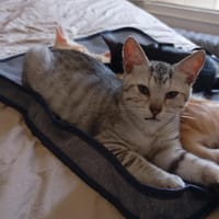 LENOR, chat à adopter