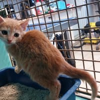 Draco, chat à adopter