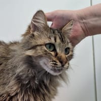 AERIA, chatte à adopter