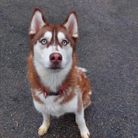 MAYA, chienne à adopter