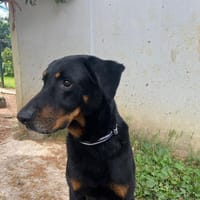 Ozzi, chien à adopter