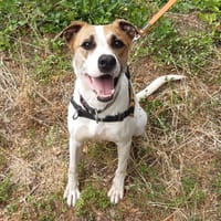 Ichi, chien à adopter