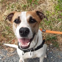 Ichi, chien à adopter