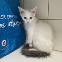 JACK, chat à adopter