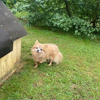COQUIN PAA22923, chien à adopter