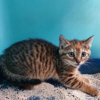 Lily, chatte à adopter