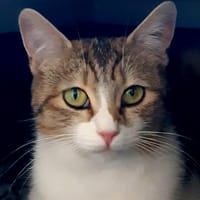 LALIE, chatte à adopter