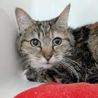 JADE, chatte à adopter