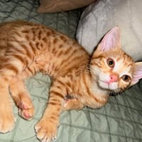 ALUNA, chatte à adopter