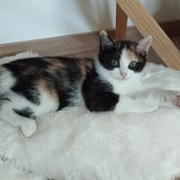 ADELA, chatte à adopter