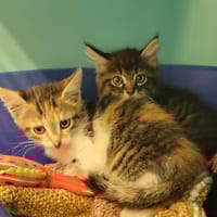 Flito, chat à adopter