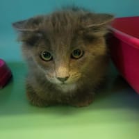 Pilou, chat à adopter