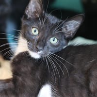 RHEA, chat à adopter