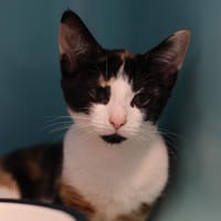 GRINSPOON, chatte à adopter