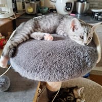 ALBARA, chatte à adopter