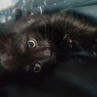 LOUBA, chatte à adopter