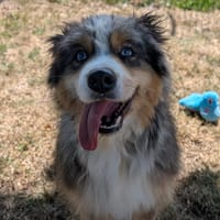 TIAGO QCN (reserve), chien à adopter