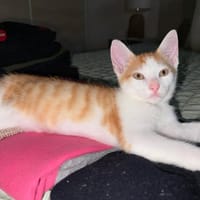 AÏKO, chat à adopter
