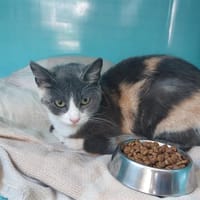 ALLY, chatte à adopter