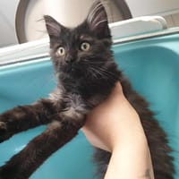 SAFRAN QCT, chat à adopter