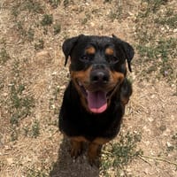 RAIKA, chienne à adopter