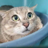 GINGEMBRE QCT, chat à adopter