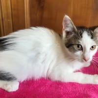 HENDRIX, chat à adopter