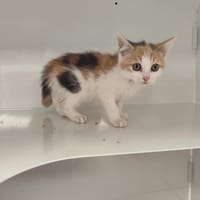 JESSIE, chatte à adopter