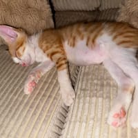 ARYA, chatte à adopter