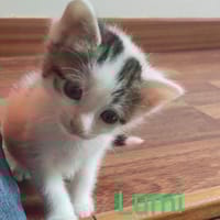 Lumi, chat à adopter
