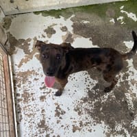 POKER, chien à adopter