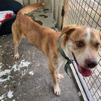 KUSH, chien à adopter