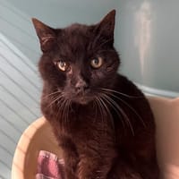 KREVETTE, chatte à adopter