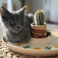 DORAYAKI, chat à adopter
