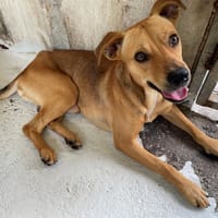 NARCISSE, chien à adopter