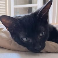 BONUX, chat à adopter