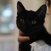 JET, chat à adopter