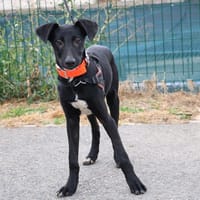 PIROUETTE HAA24562, chien à adopter